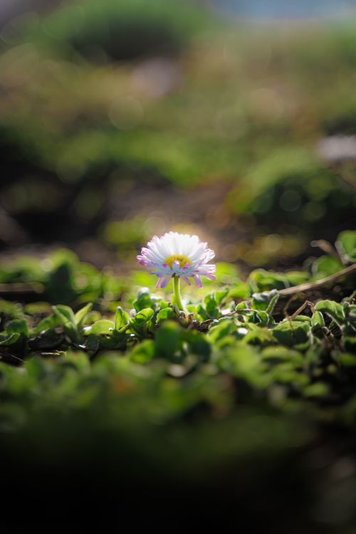 Free A single daisy flower blooming amidst vibrant green grass under sunlight. Perfect springtime scene. Stock Photo