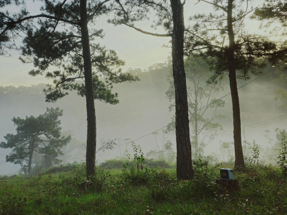 Misty Forest Morning with Pine Trees and Fog · Free Stock Photo