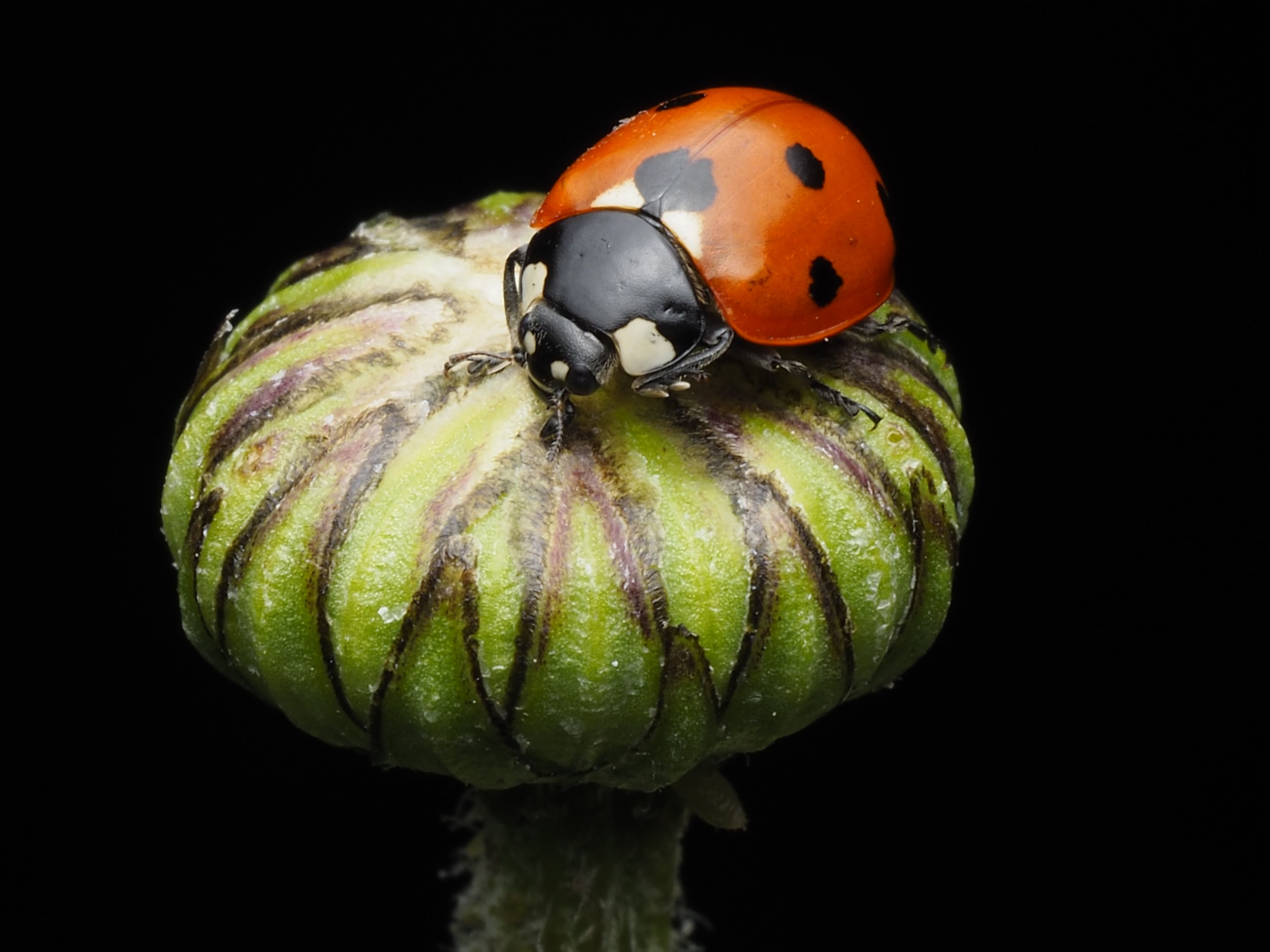 Close-up of Ladybug on Bud in Macro Detail · Free Stock Photo