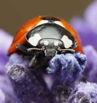 Close-up of a ladybird resting on a lavender flower, showcasing intricate details and vivid colors.