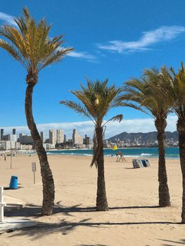 Scenic beachfront with palm trees and city skyline under a clear blue sky.