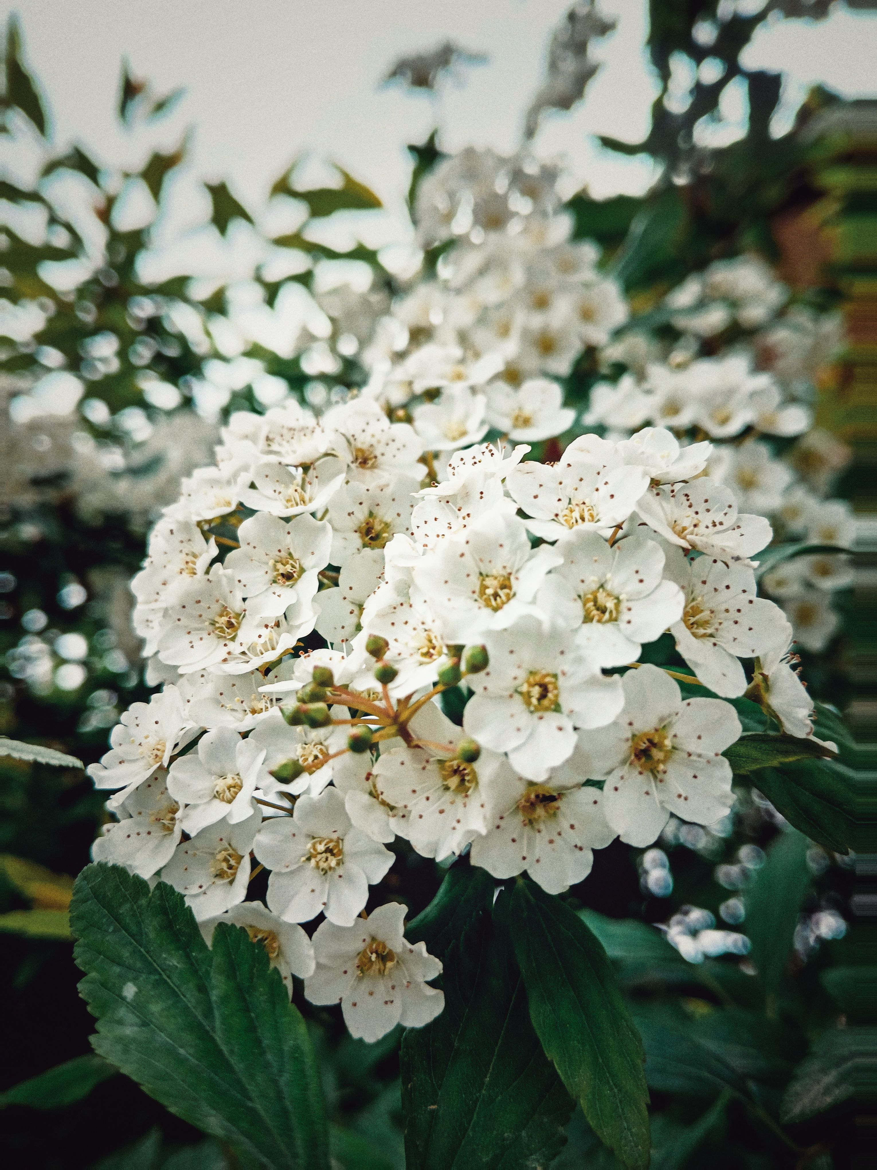 Close-Up of White Flowers in Bloom Outdoors · Free Stock Photo