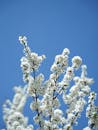 Blossoming Cherry Blossoms Against Blue Sky