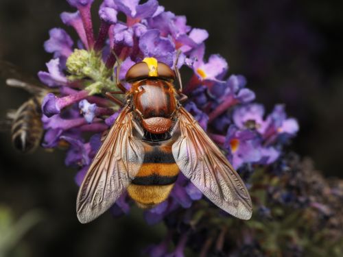 Free Macro photograph capturing a hover fly on vibrant purple flowers, showcasing detailed insect anatomy. Stock Photo