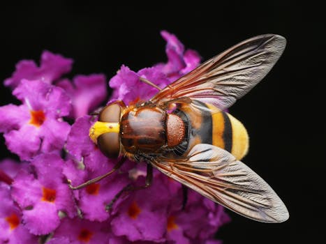 Detailed macro shot of a hoverfly on a vibrant purple flower with intricate wing patterns.