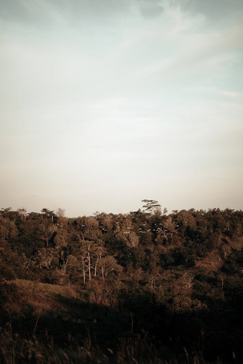 Základová fotografie zdarma na téma horizont, les, příroda