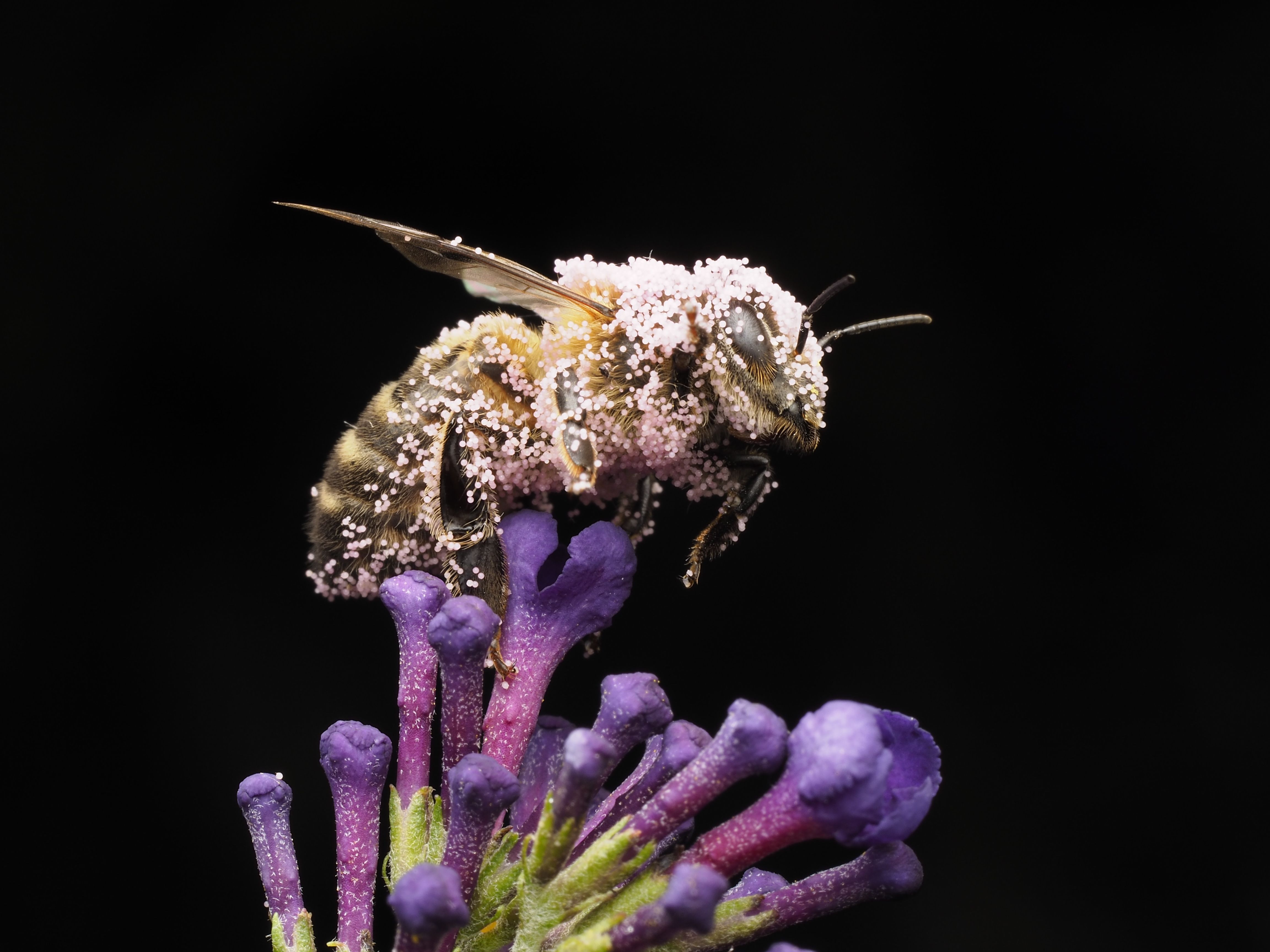 Foto: Ali Goode / Pexels