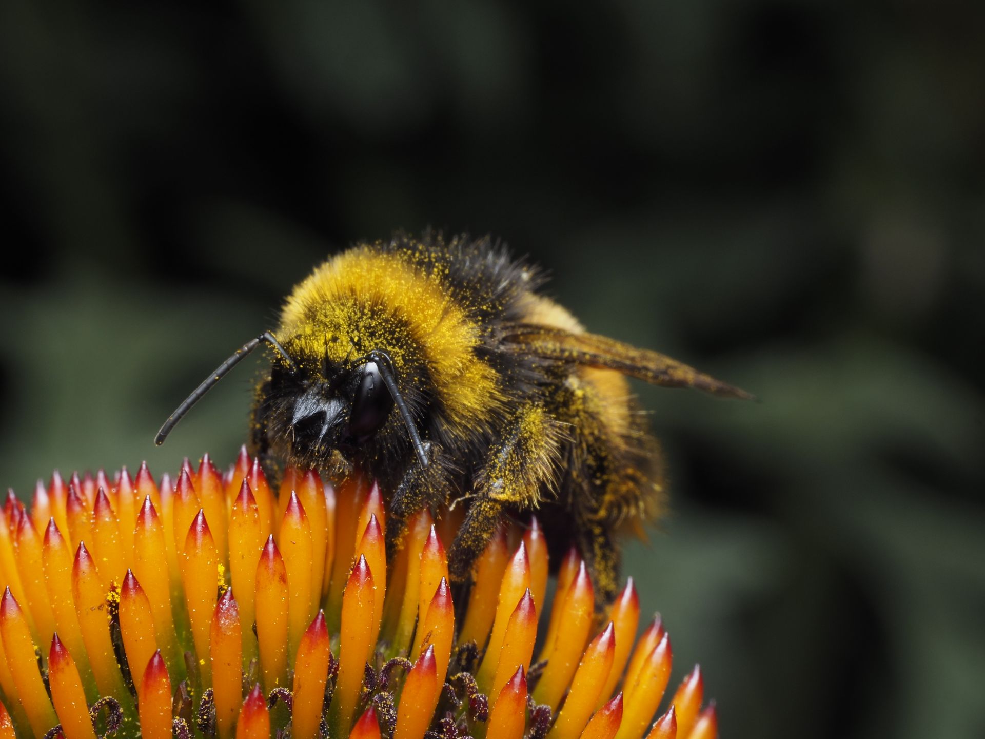 Bumble bee