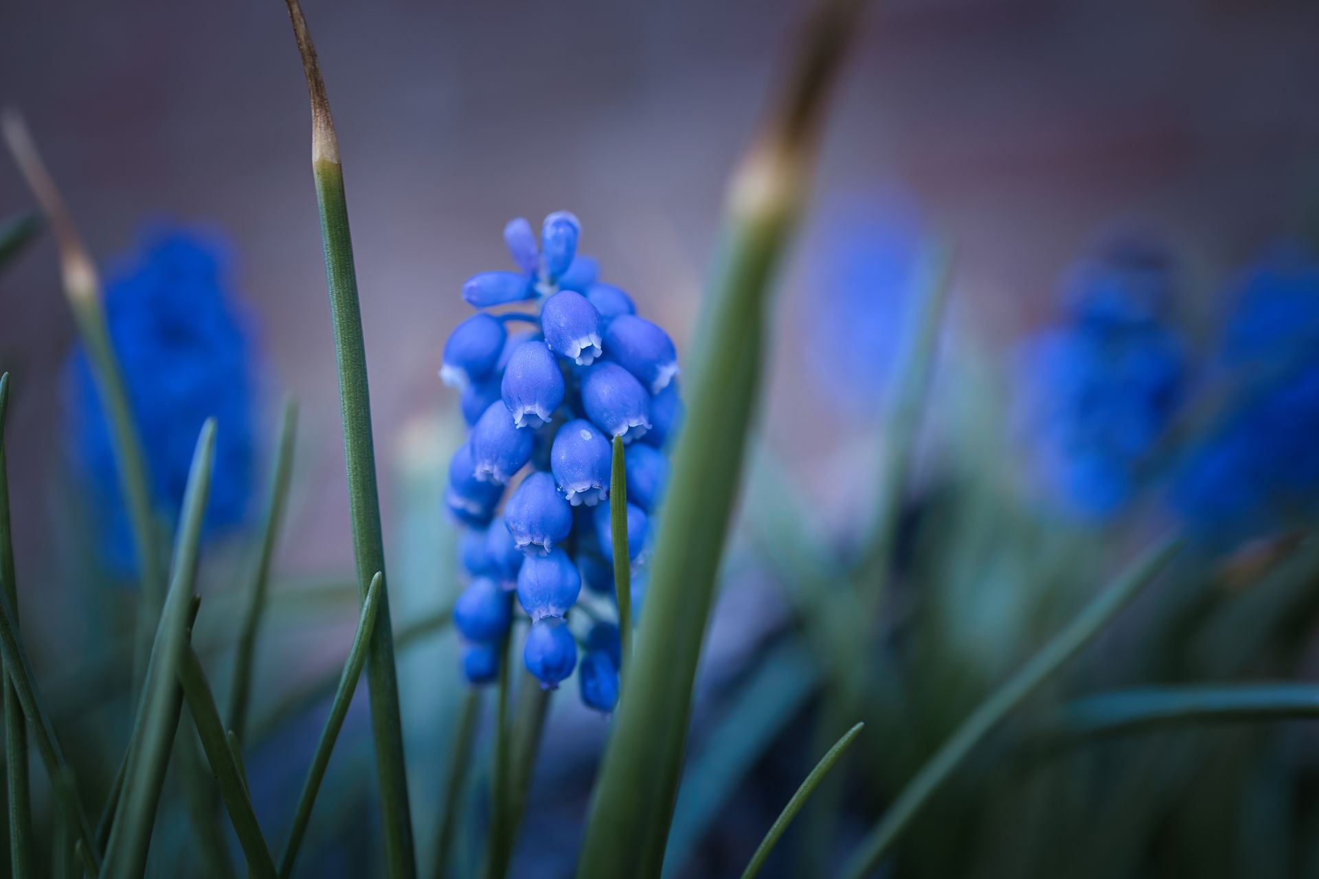 Macro shot of vibrant blue grape hyacinth flowers blooming in spring, highlighting their delicate petals.