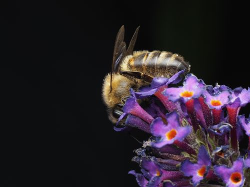 Free Macro shot of a honey bee pollinating a vibrant purple buddleia flower blossom. Stock Photo