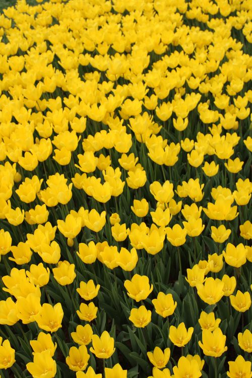 Free A sea of bright yellow tulips in a lush Istanbul garden during springtime. Stock Photo