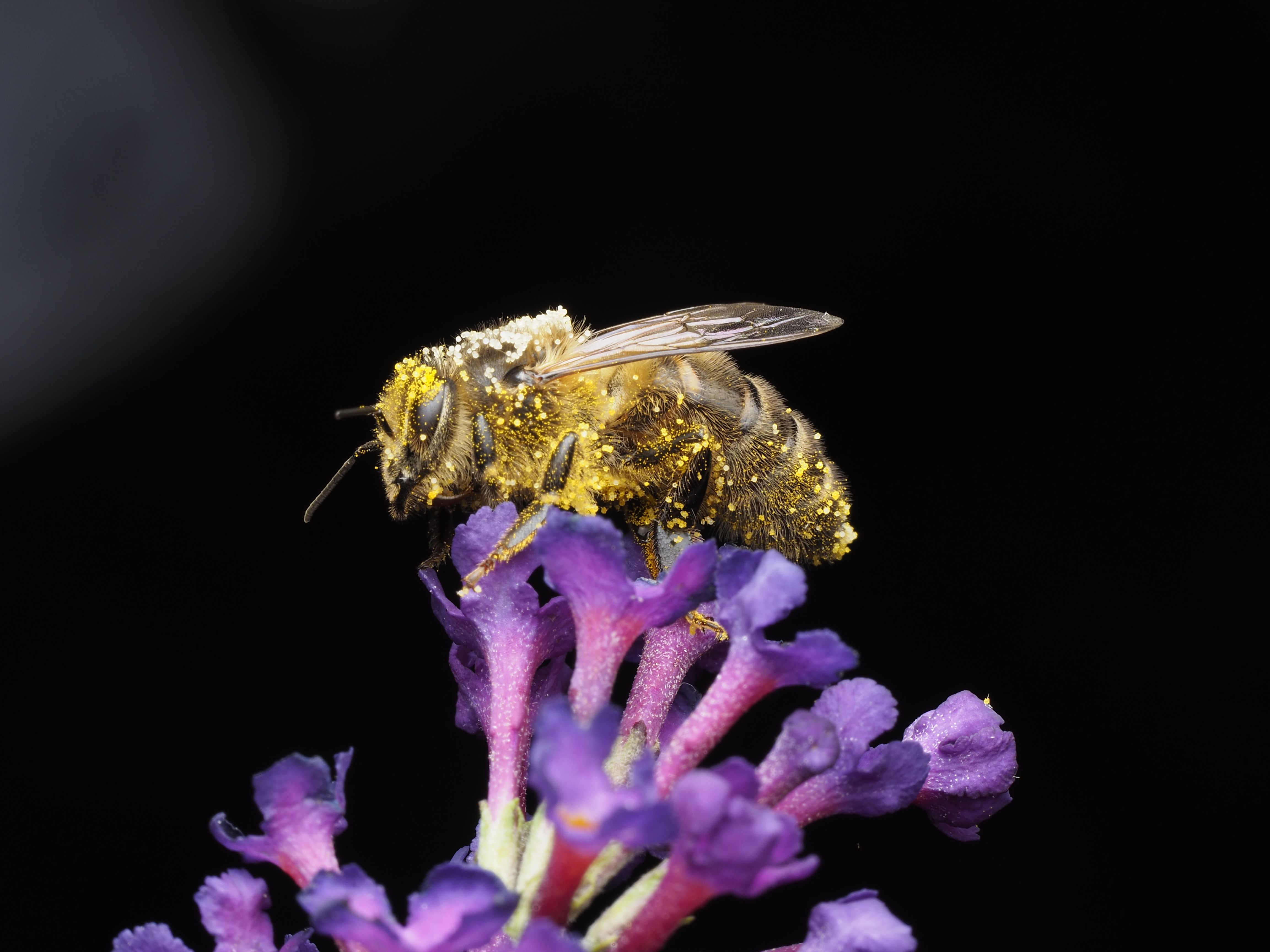 Le pollen frais booste votre immunité matinale