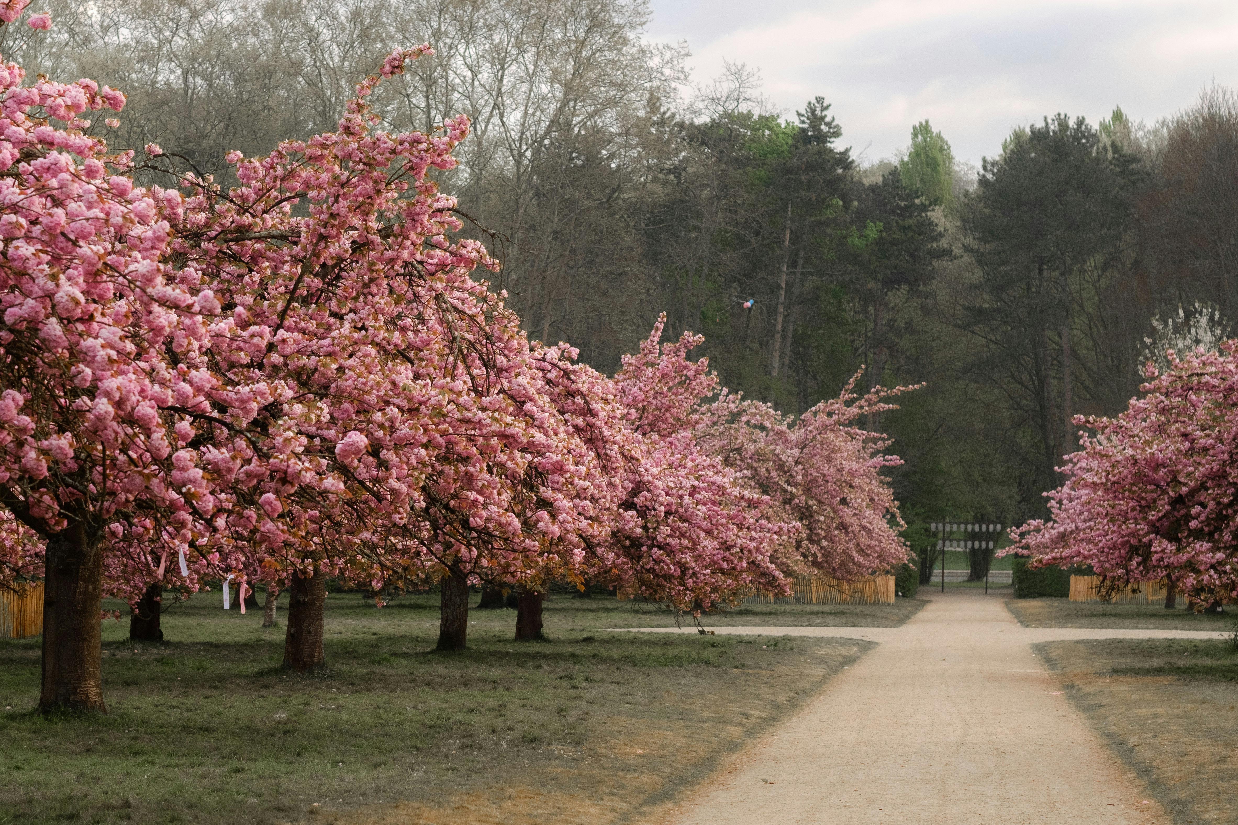 Cherry blossom trees line a scenic pathway in a serene outdoor setting, creating a vibrant spring atmosphere.