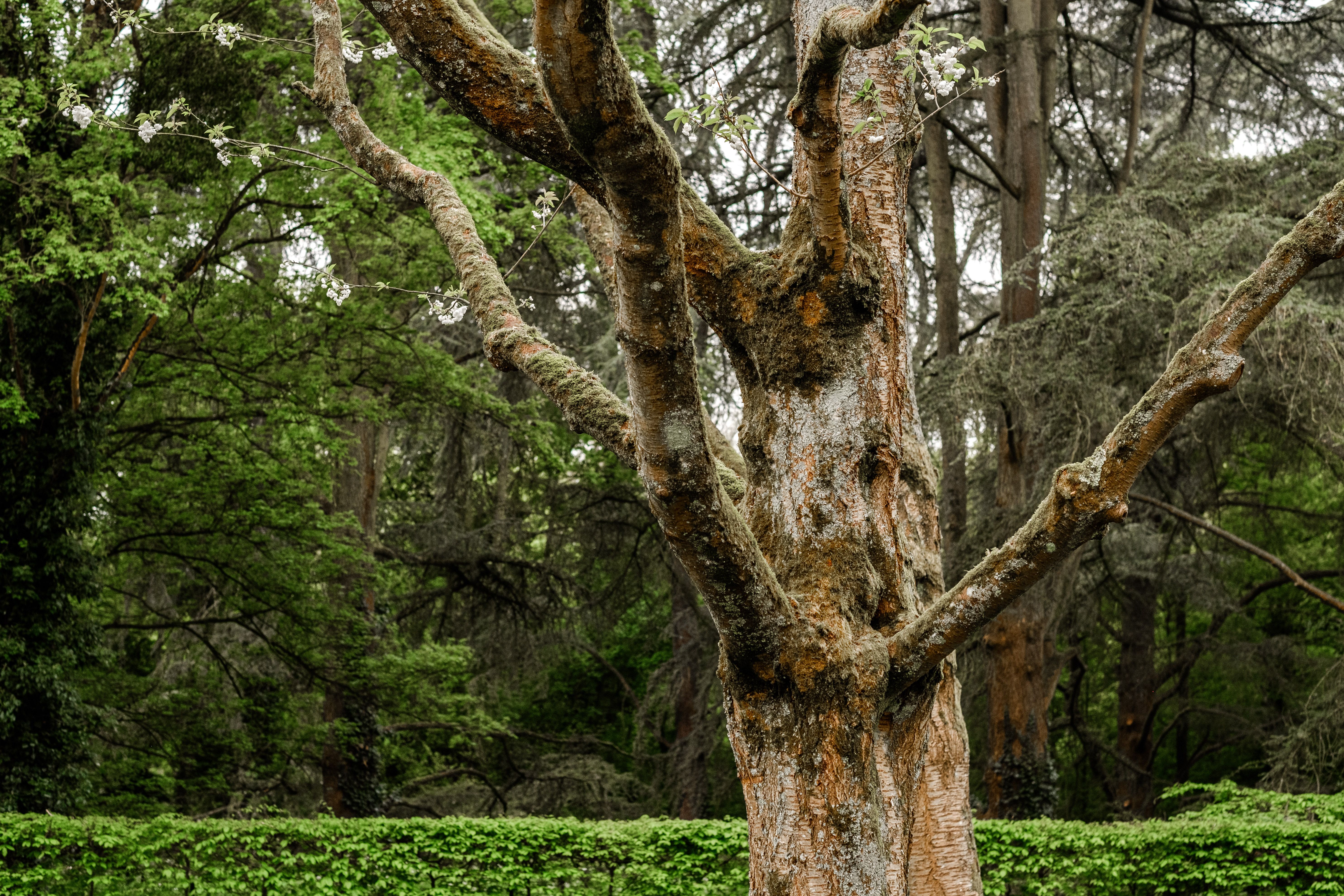 Tree pruning and care