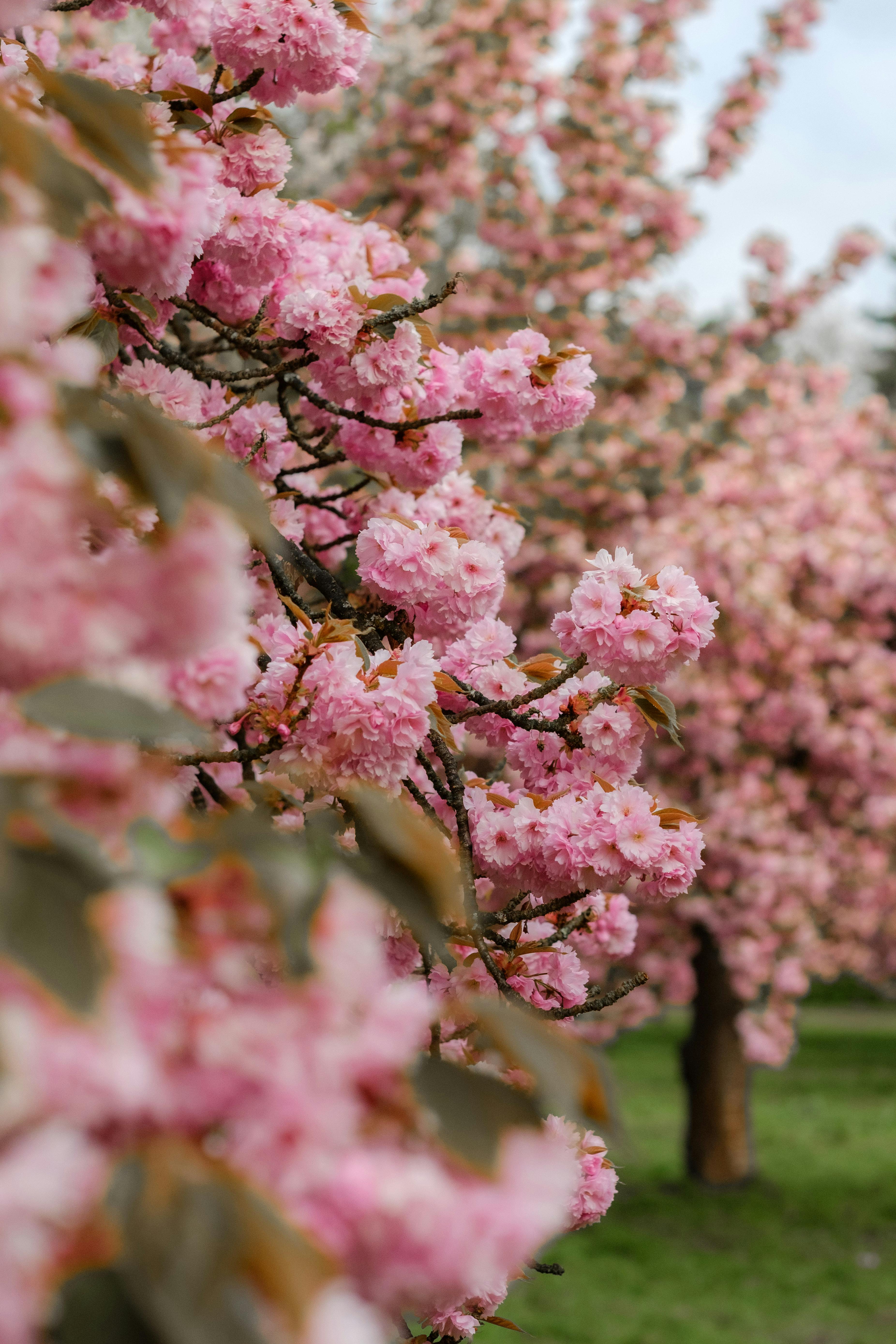 Vibrant pink cherry blossoms in full bloom, signifying the beauty of spring.