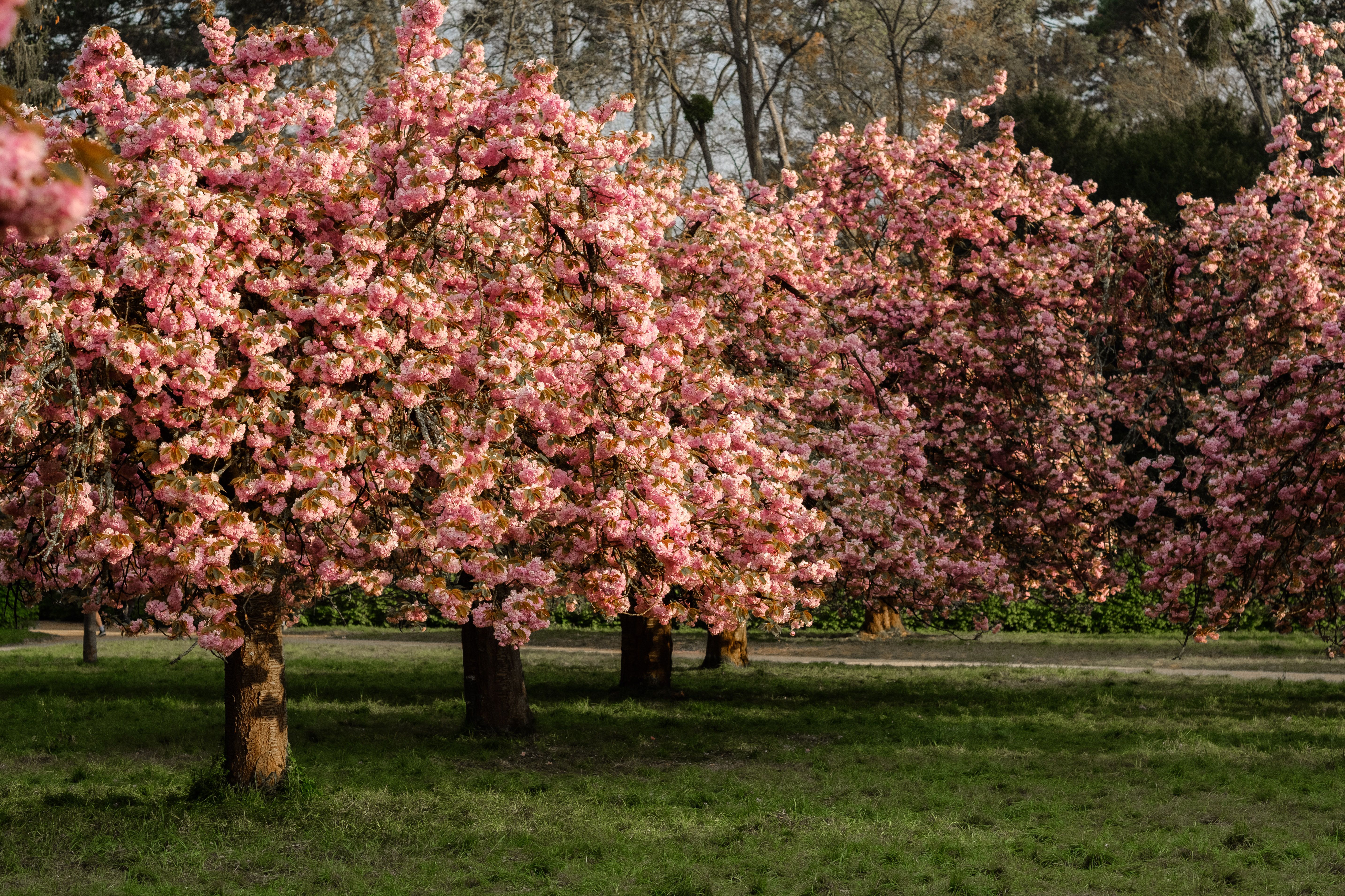Blooming Cherry Blossom Trees in Springtime Park · Free Stock Photo