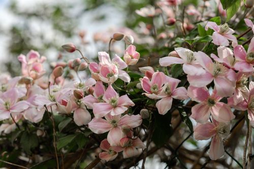 Free Close-up of pink Clematis Montana flowers in full bloom showcasing nature's beauty in spring. Stock Photo