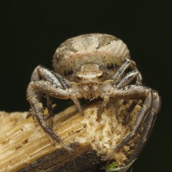 Acromantula
