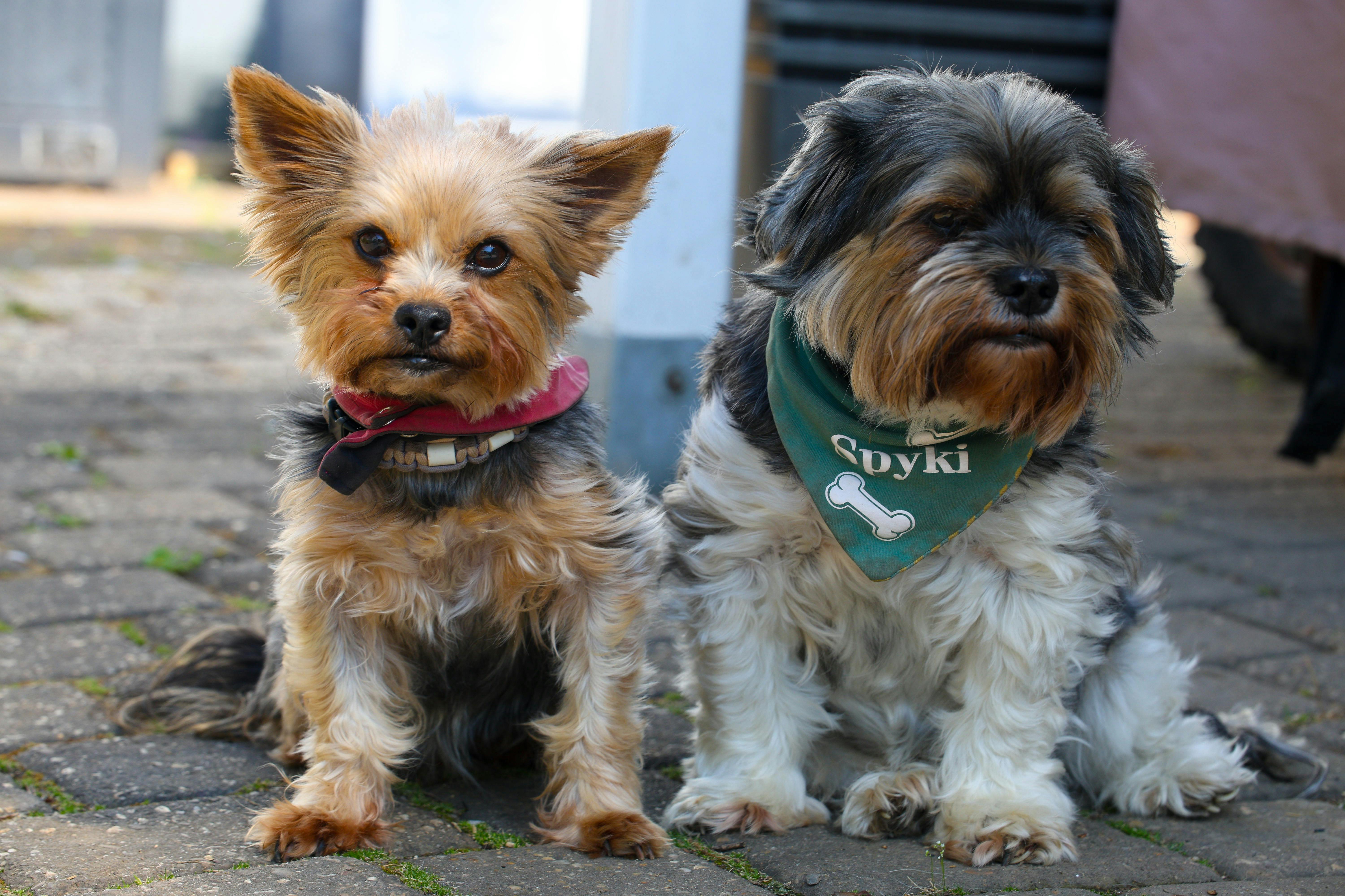 RW GroomX dog grooming expo returns later this month — Photo by Patrick on Pexels