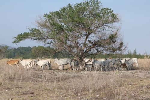 Free A herd of cattle seeks shade under a lone tree in the Philippines, a serene rural landscape. Stock Photo