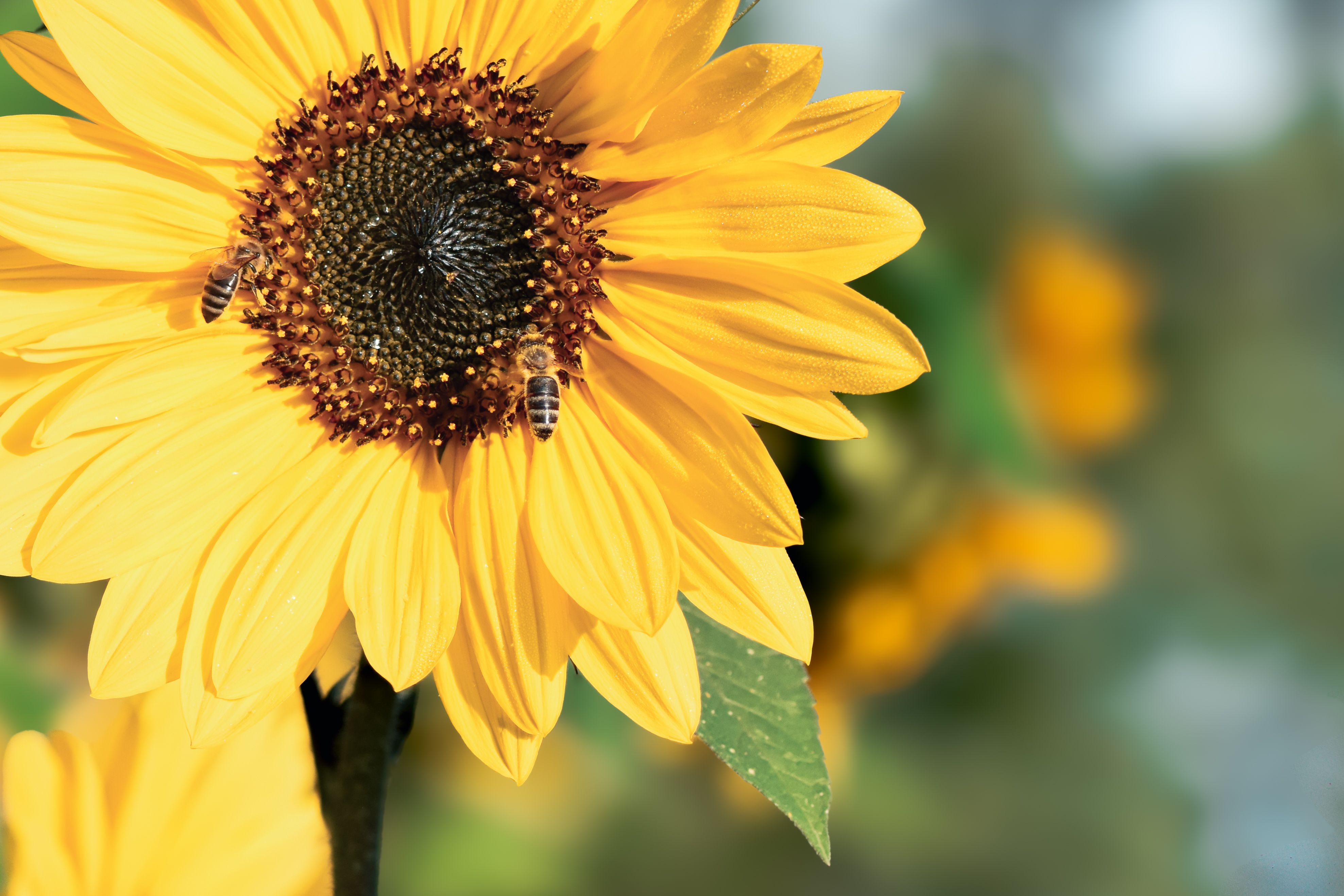 Honeybee collecting nectar from bright sunflower bloom