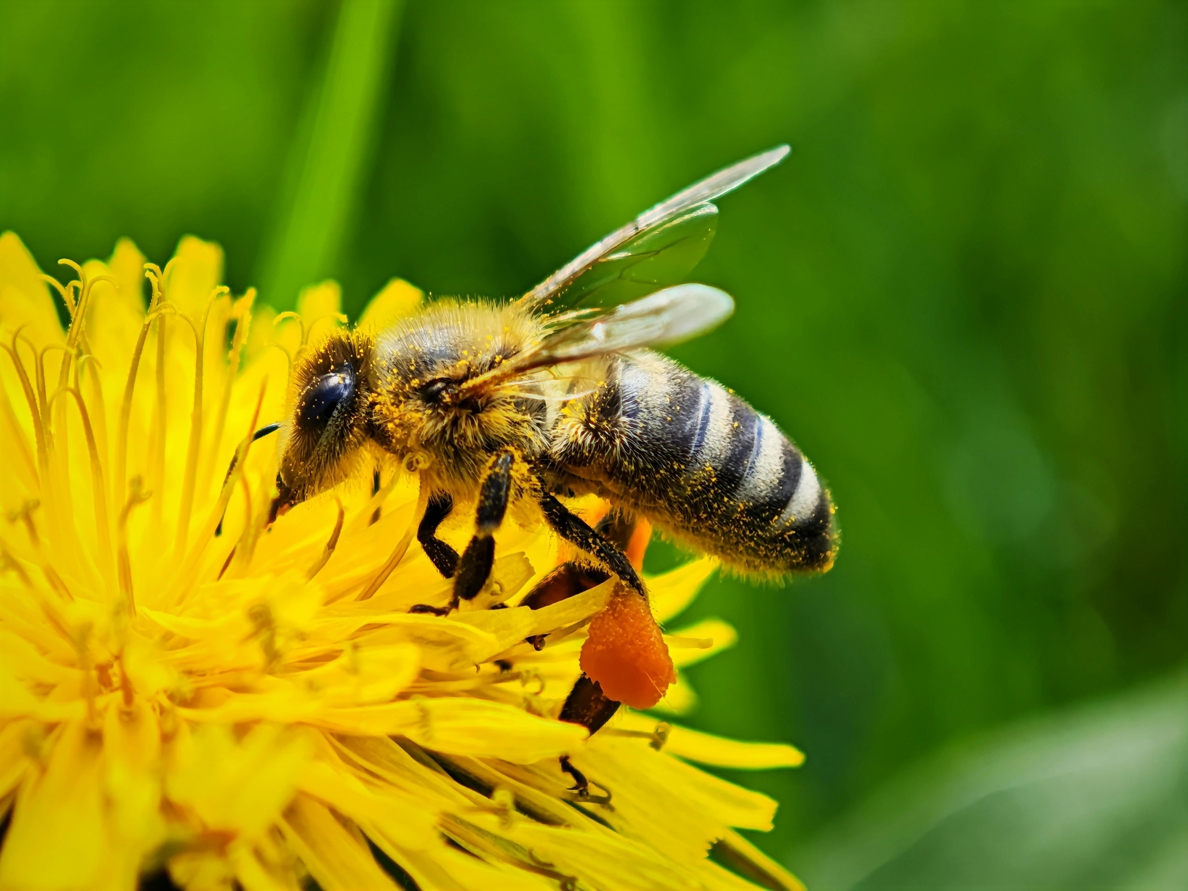 Ark Valley Civics Bee Competition to Send Three Local Students to State — Photo by Eusebiu Soica on Pexels