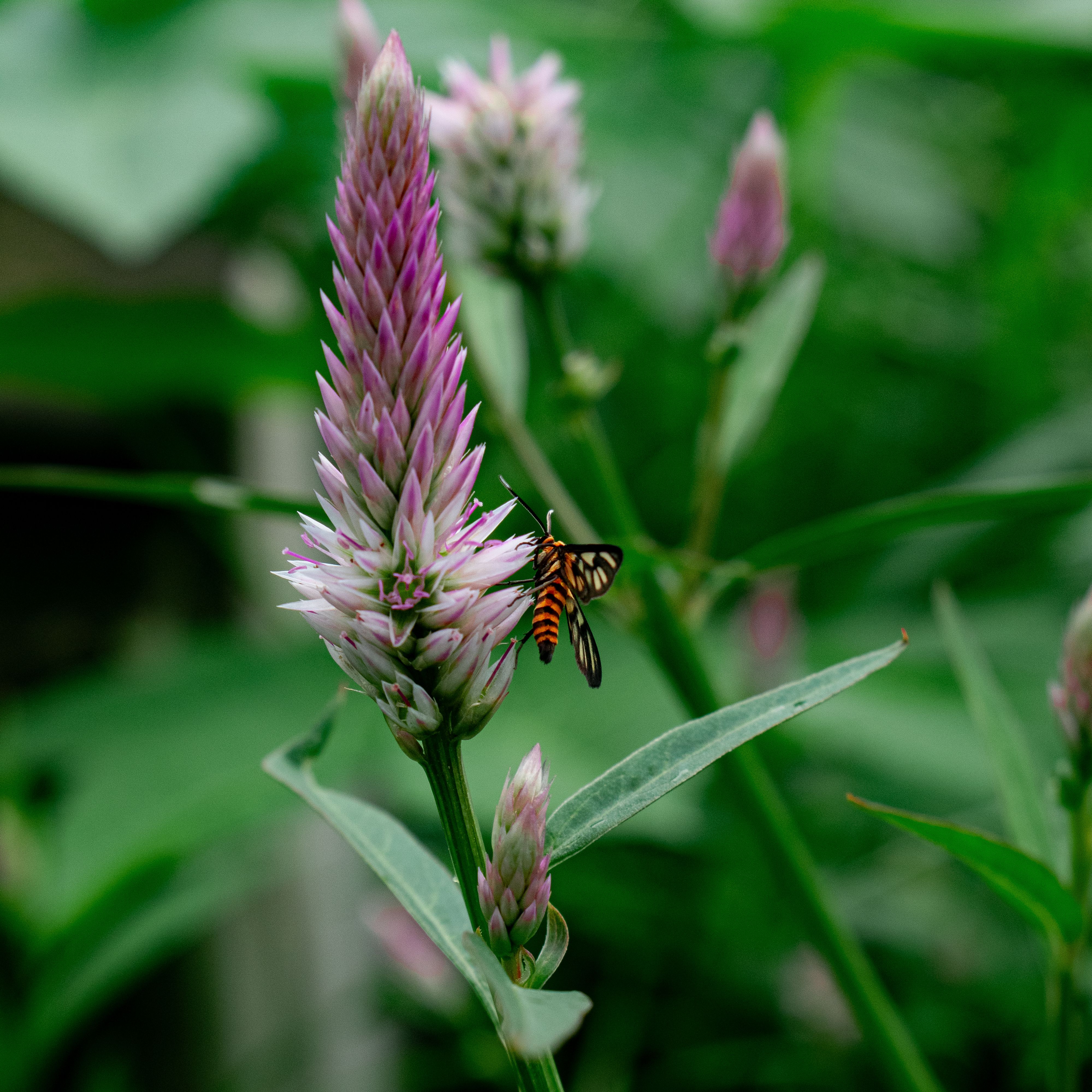 Invite Pollinators
