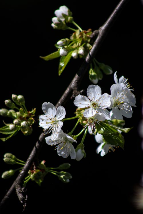 Free Close-up of white cherry blossoms in full bloom against a dark background, symbolizing renewal. Stock Photo