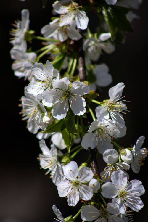 Free Close-up of beautiful white cherry blossoms on a sunny day, highlighting nature's springtime beauty. Stock Photo