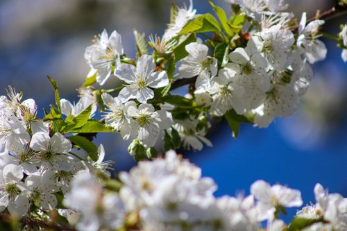 Free Close-up of white cherry blossoms on a sunny spring day, capturing the essence of nature. Stock Photo