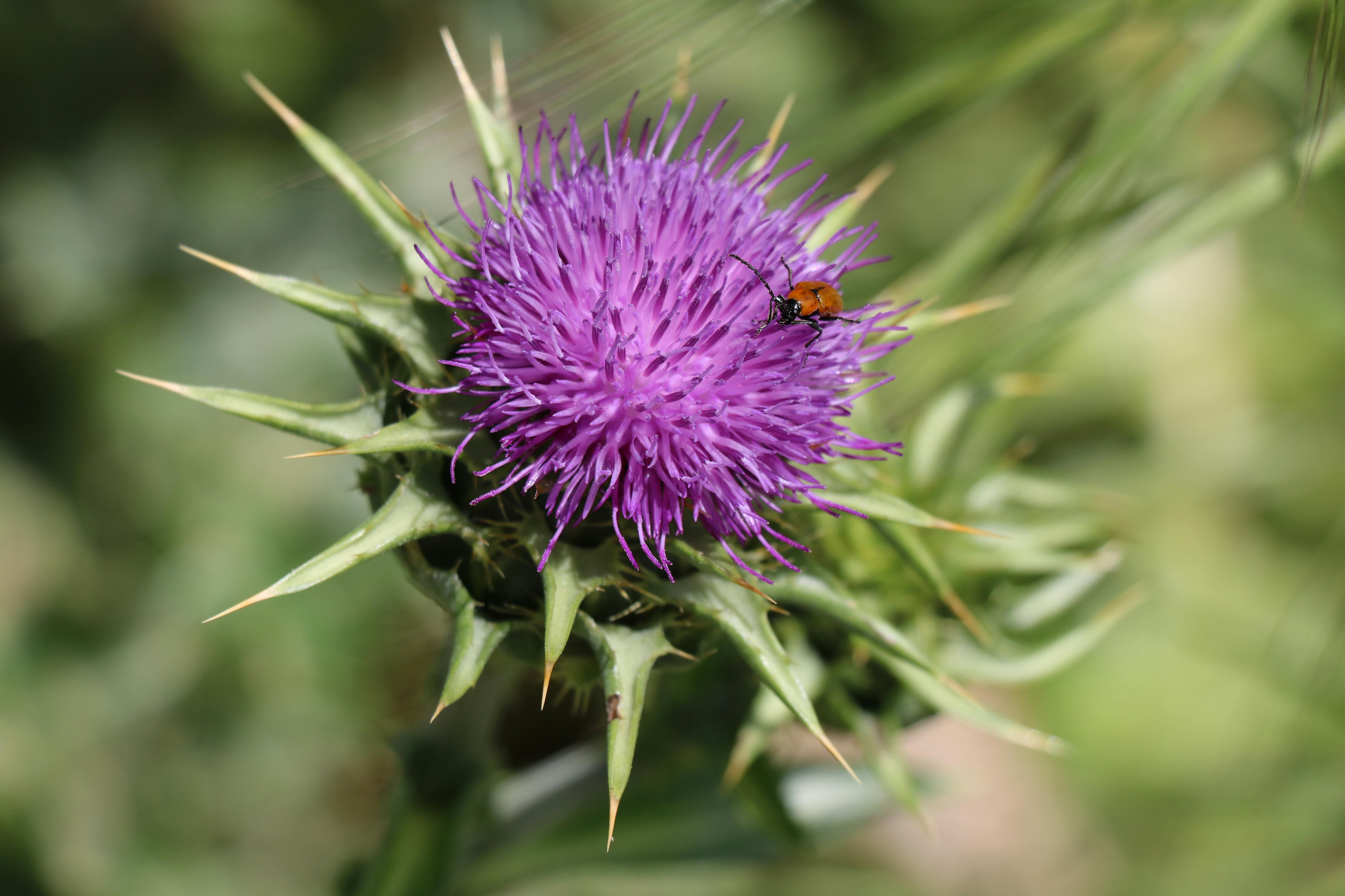 [ColoSach]-vibrant-thistle-flower-with-a-small-insect-perched-on-its-petals,-captured-in-a-natural-setting.