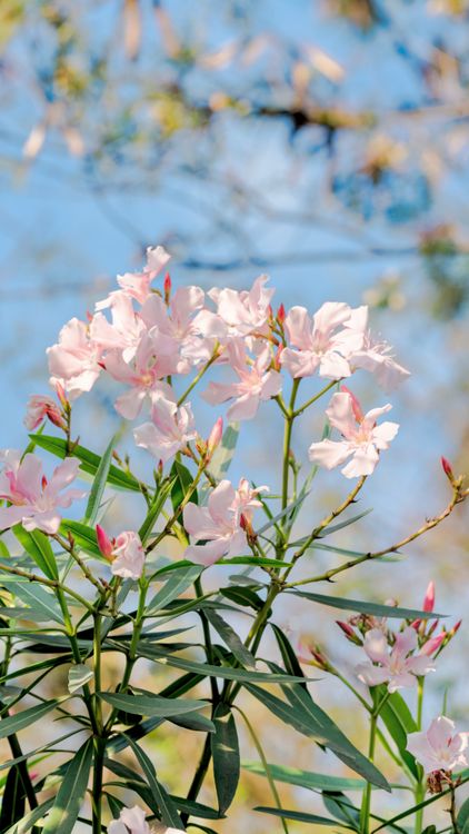 Oleandro Rosa Planta Oleandro Rosa Florescendo Em Um Jardim Iluminado Pelo Sol · Foto ...