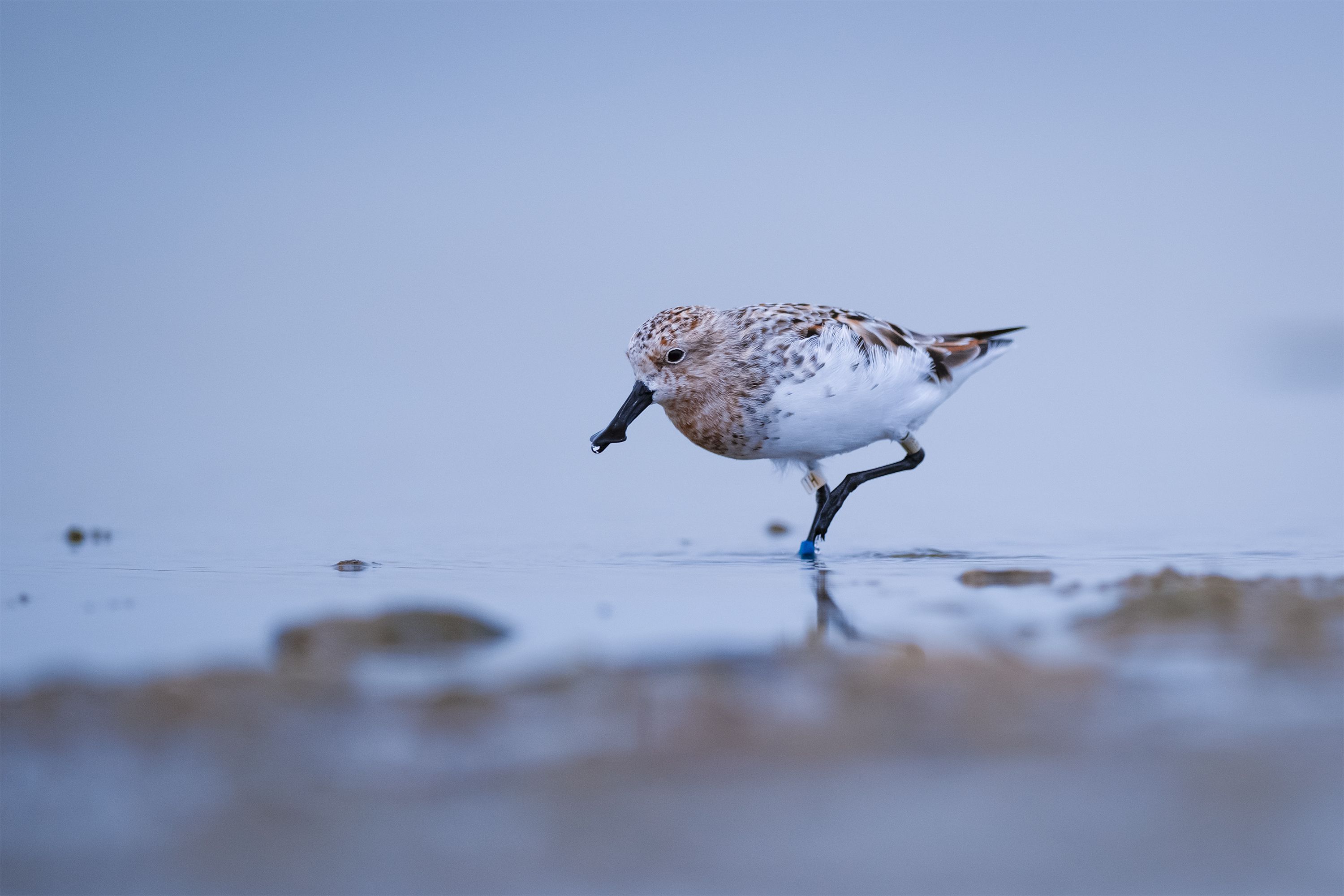 A solitary sandpiper wading through shallow water in search of food, captured in a serene outdoor setting.
