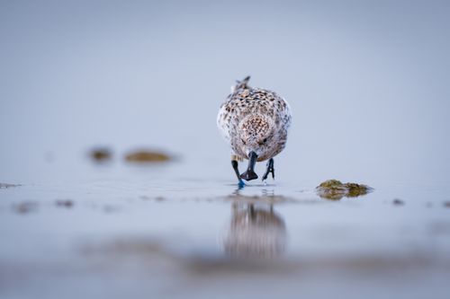 Free Close-up of a sandpiper foraging along a smooth, reflective beach shore. Stock Photo