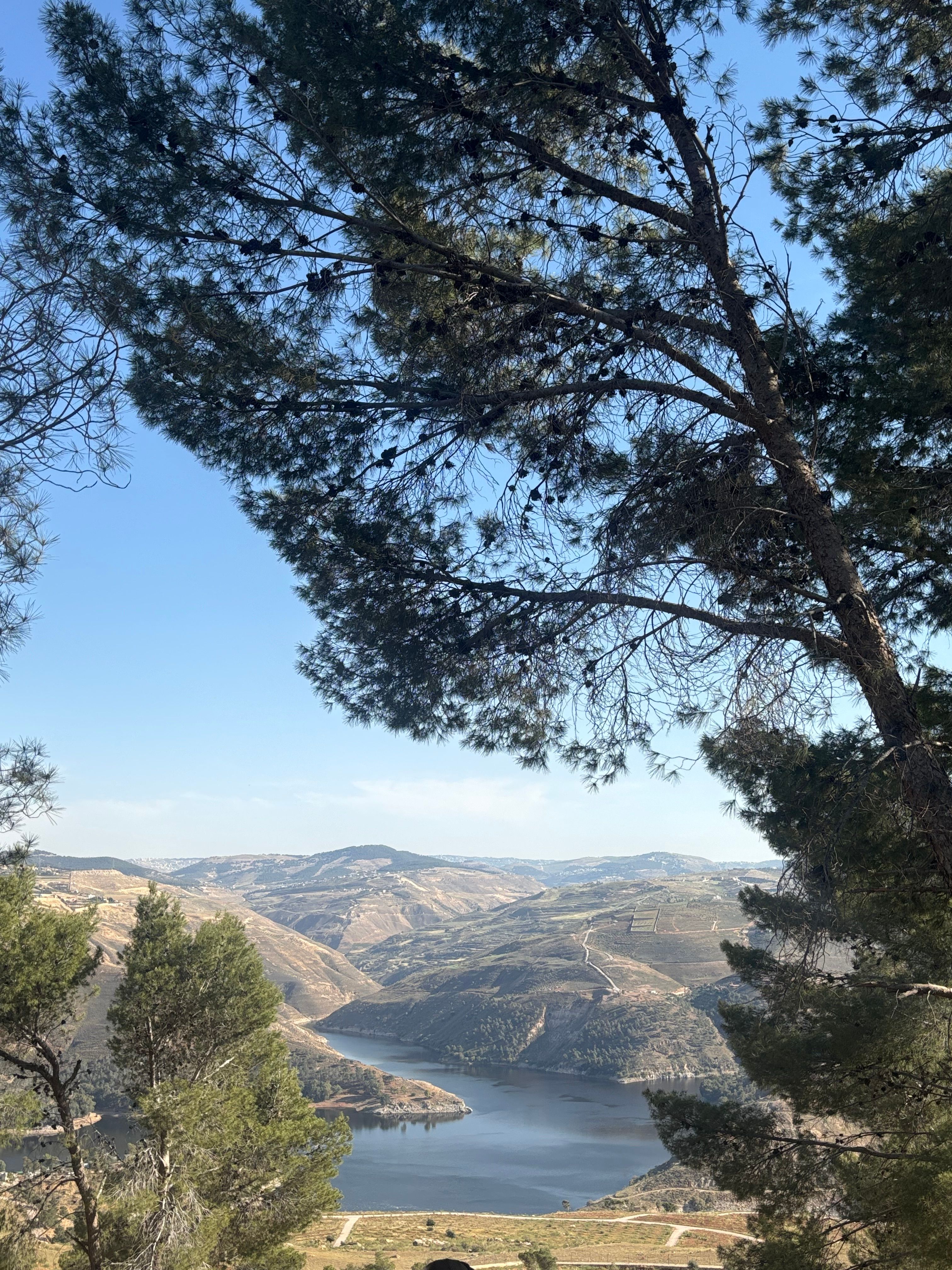 Serene Mountain Lake View through Pine Trees · Free Stock Photo