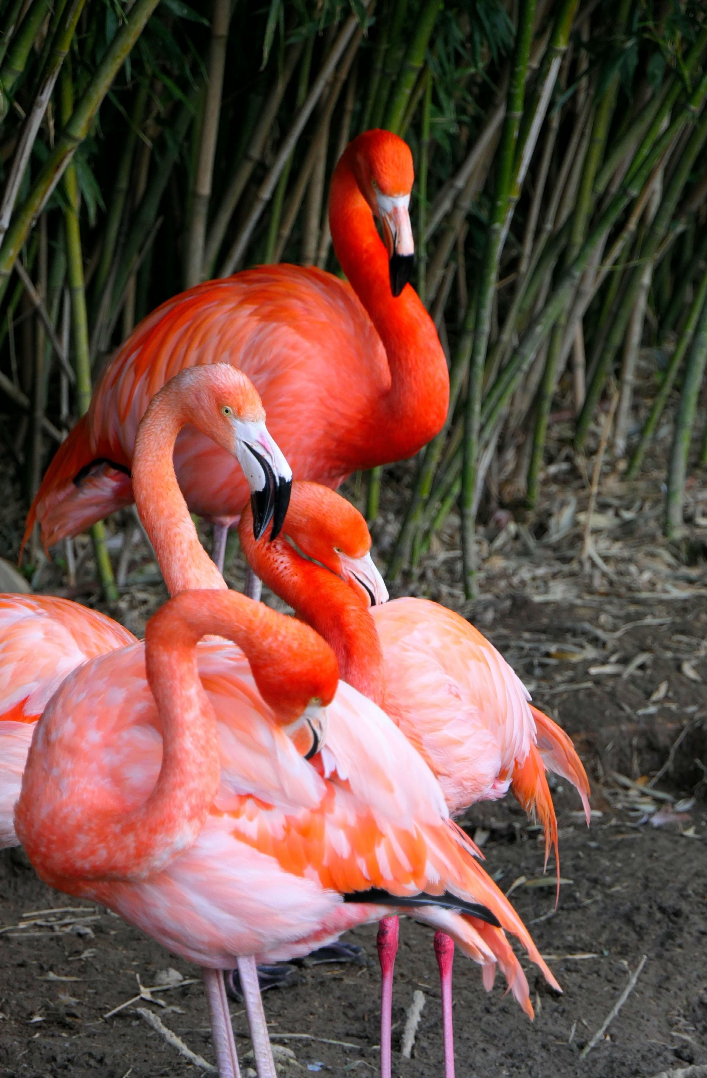 Bright pink flamingos standing together amidst lush greenery in France.