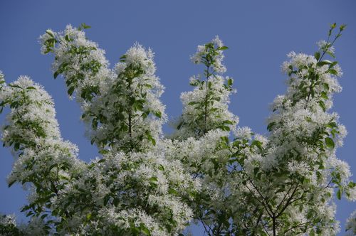 Free White flowers blooming in spring against a clear blue sky, symbolizing renewal. Stock Photo