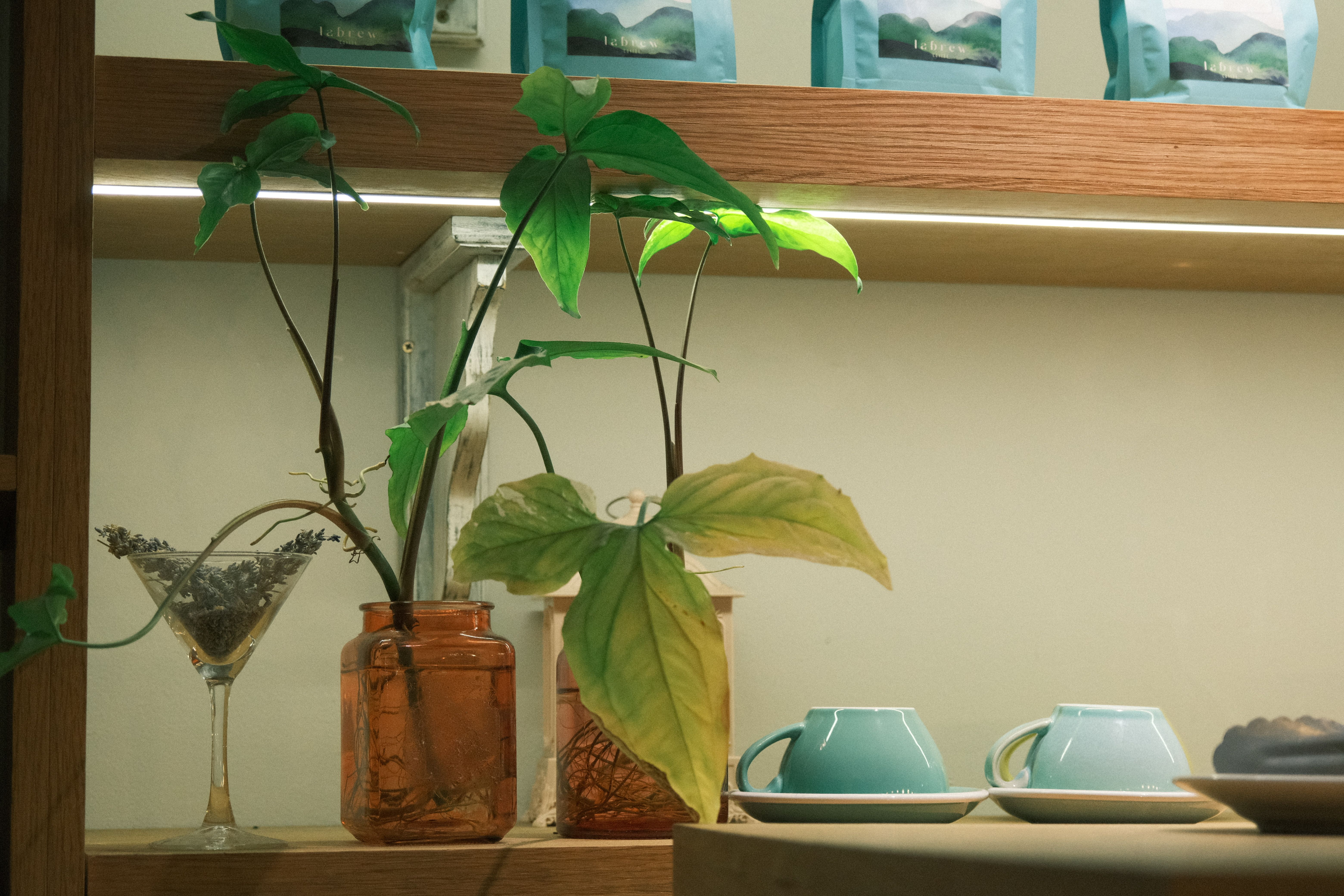 Lampes de croissance : le guide ultime pour un petit jardin maison éclatant dans n'importe quel reco