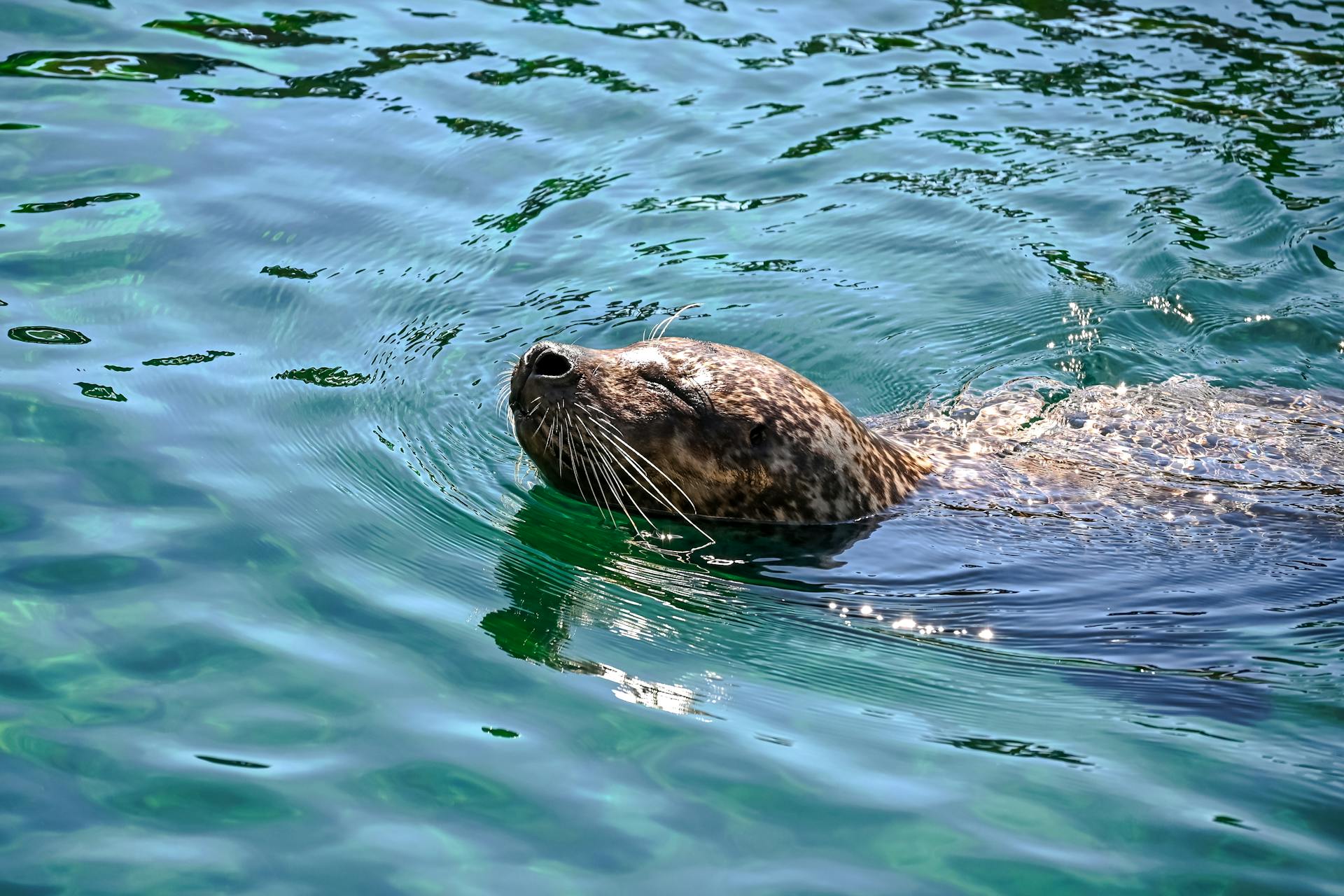 Seal