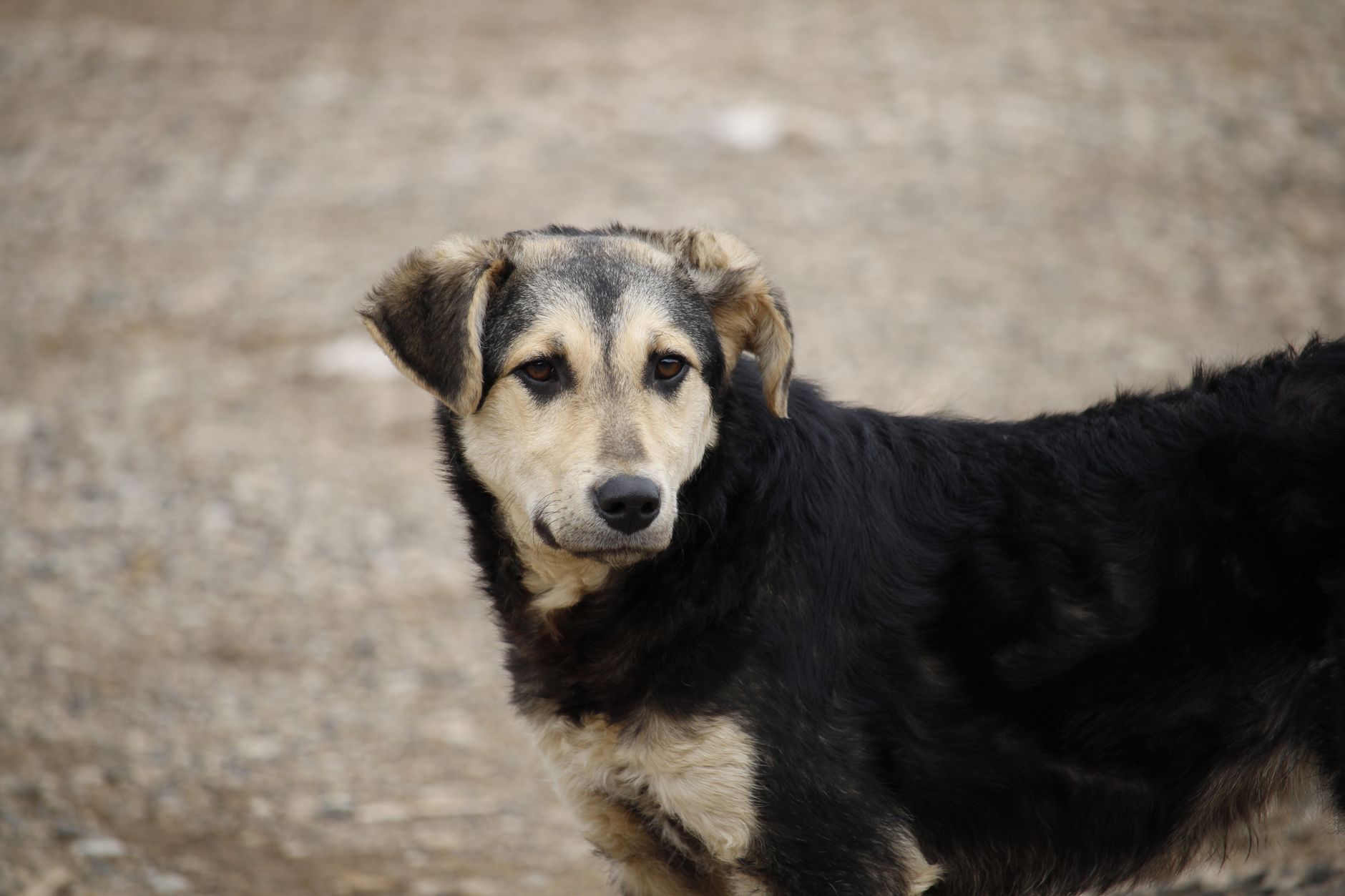 Portrait of a dog at a veterinary clinic