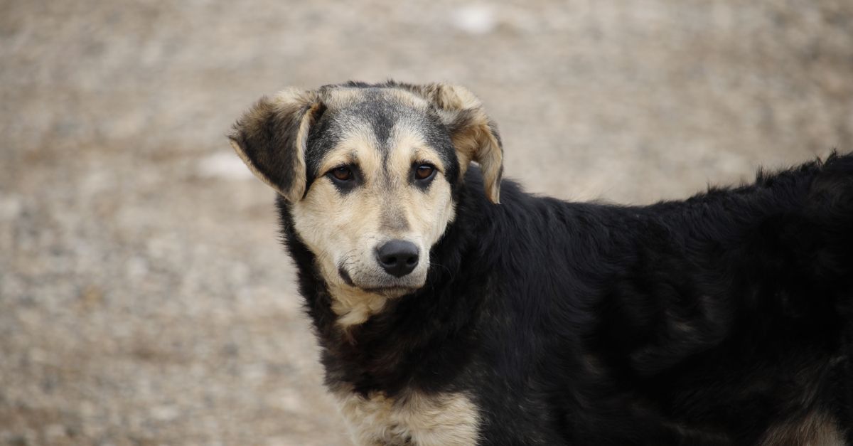 Chien Kangal : Caractère, Éducation et Santé