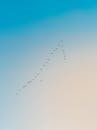 Flock of Birds Flying in V Formation in Blue Sky