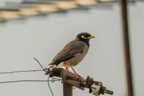 Free Close-up of a Common Myna bird perched on a metal beam outdoors. Stock Photo
