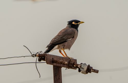Free Common Myna bird perched on a rusty metal beam with a background of clear sky. Stock Photo