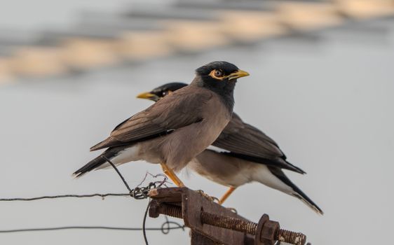 Close-up shot of two Indian Mynas perched on a wire, showcasing their distinct features.