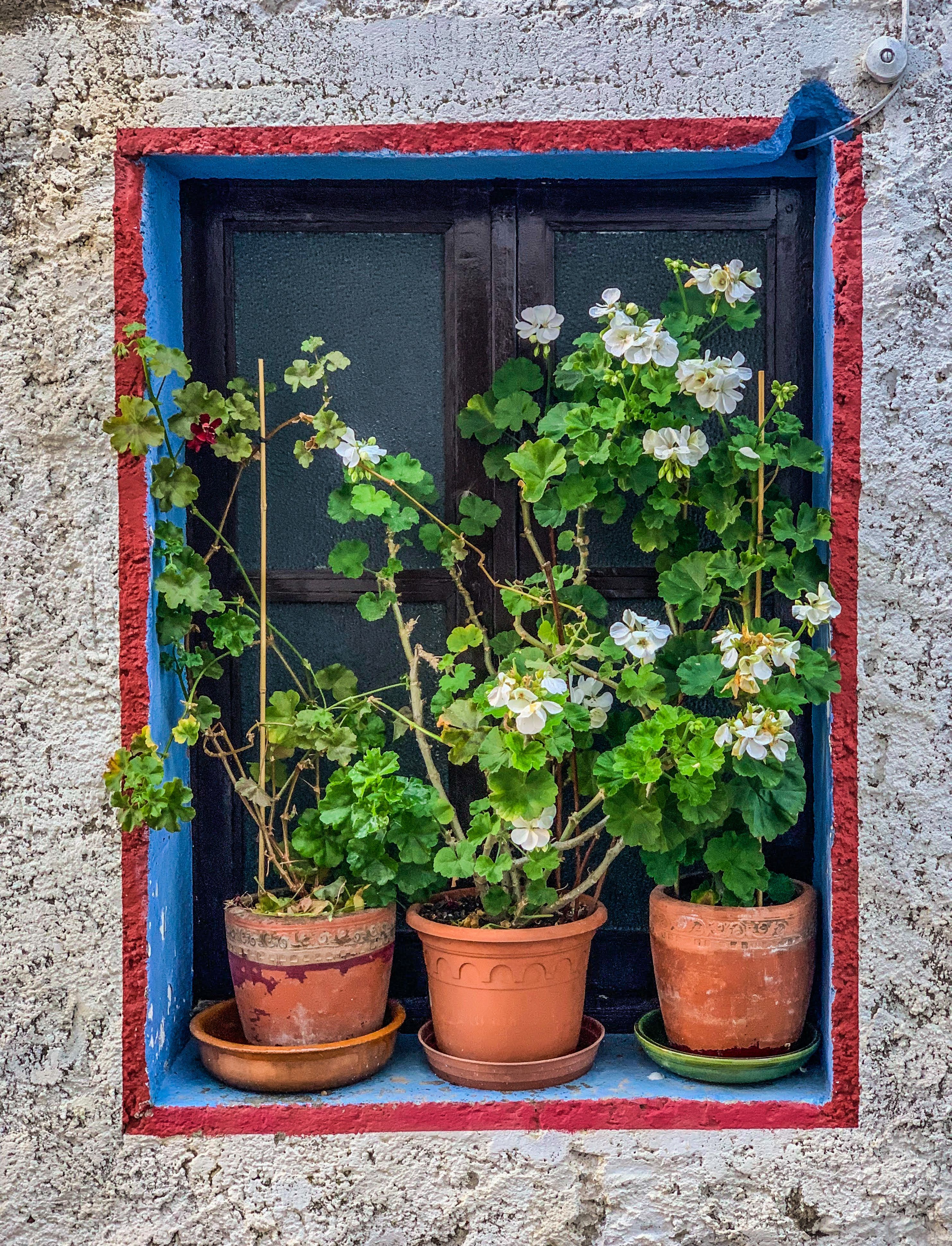 Gratis Finestra vivace con cornice rossa e blu e gerani in vaso in fiore. Foto a disposizione