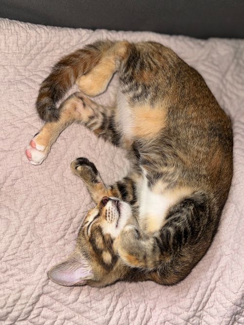 Free Cute tabby kitten peacefully sleeping on a cozy quilted bedspread, perfect for feline relaxation imagery. Stock Photo