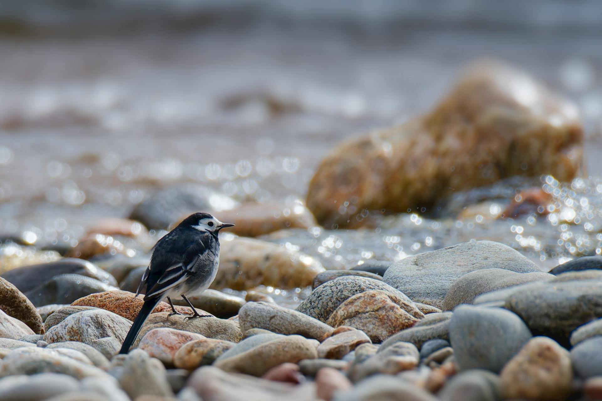 Pied wagtail bird perched on rocks by the water's edge, coastal scene.