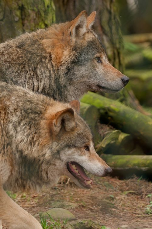 Close-up of Two Wolves in a Forest Setting · Free Stock Photo