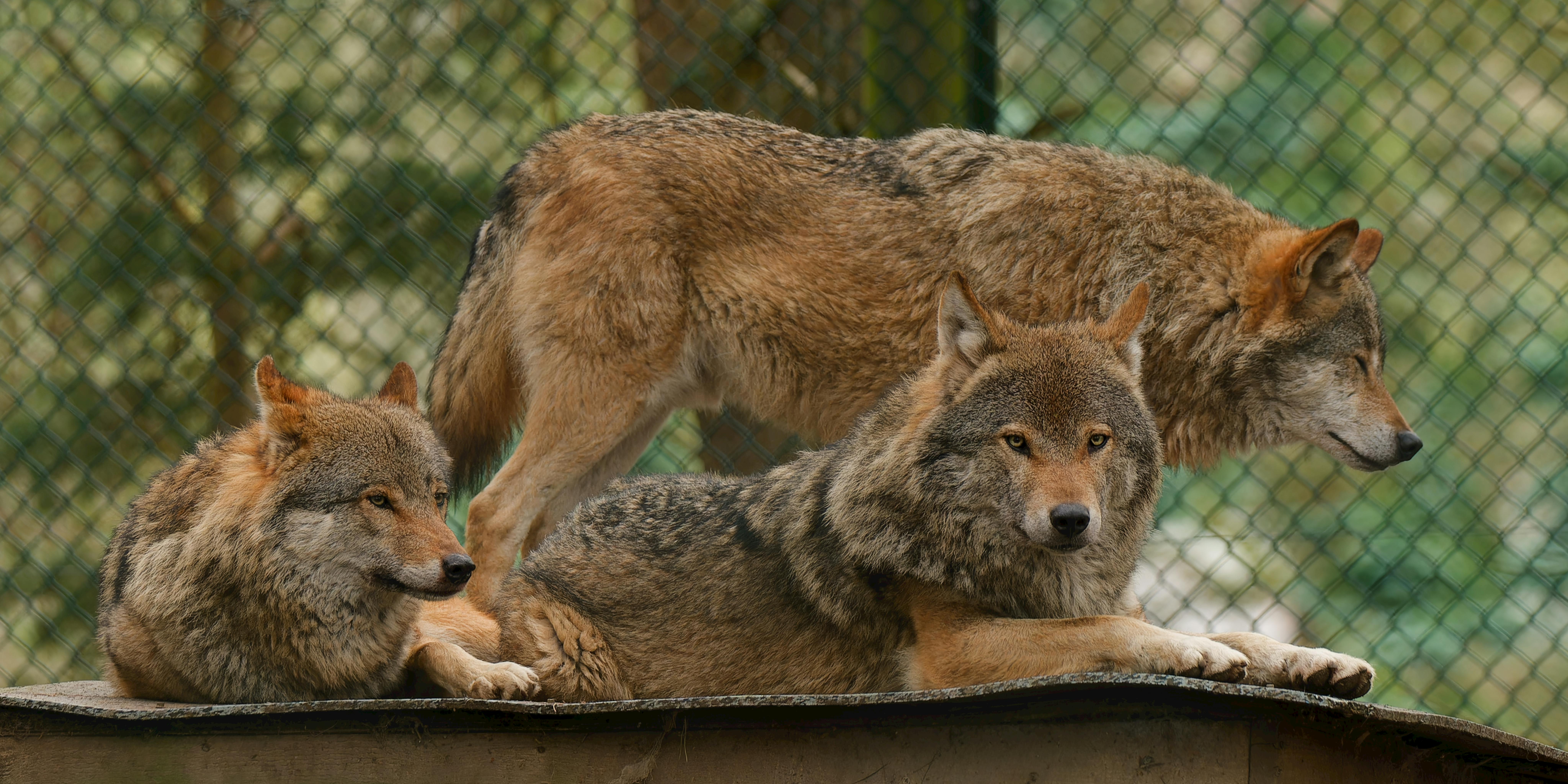 group of european wolves resting in enclosure